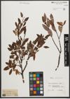 Foto von Salix waldsteiniana Willd.